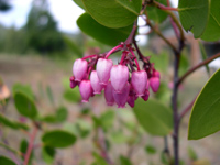 Manzanita blooms