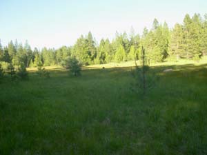 Meadow