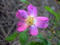 Wild Rose