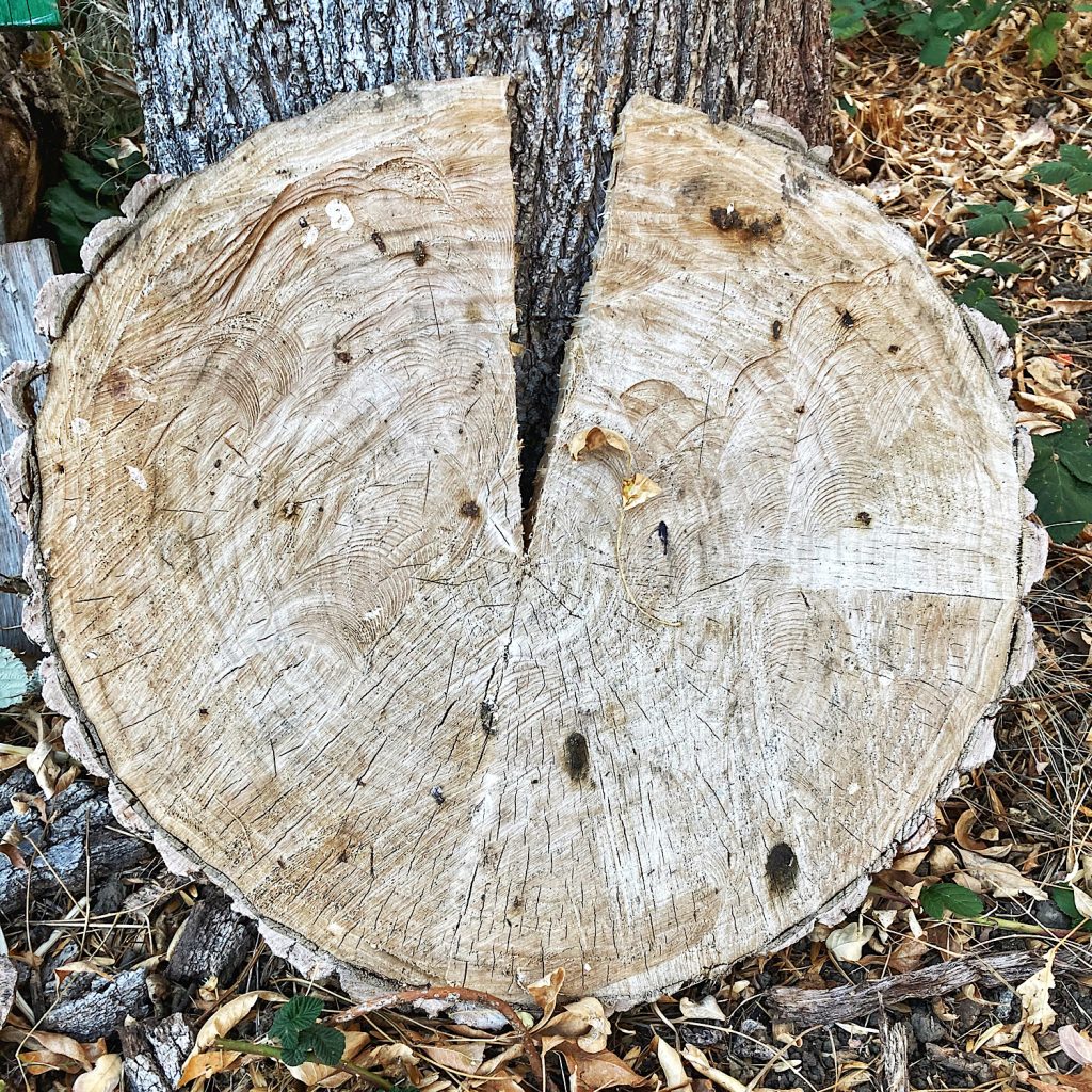 cut round of a tree with a piece missing